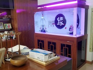 酸枝木實(shí)景圖